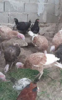 بقلمون