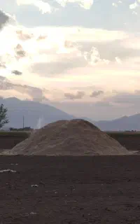 کاه لوبیا چیتی