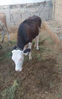گوساله پای کل