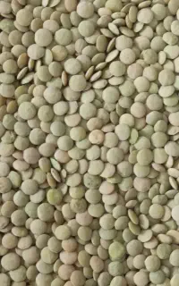 عدس پهن پلویی درجه یک دره شهر