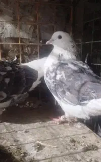 جفت پشت خال قدیمی آخرت