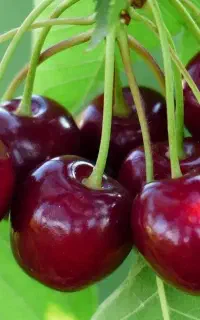 فروش نهال اسرائیلی