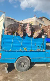 خرید و فروش اسب و مادیون