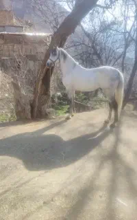 اسب