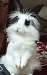 خرگوش