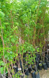 نهال فروشی انواع نهال گلدانی ریشه پرس استان اصفهان