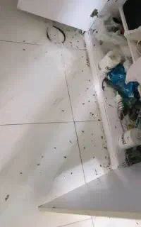 شرکت سم پاشی منازل سوسک ،ساس، موش