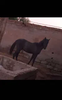 اسب نریون
