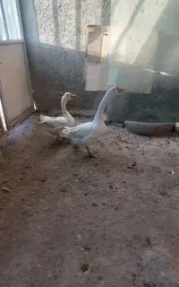 یک جفت قوغاز شیک پیک
