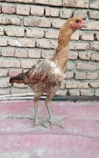 مرغ لاری افغان