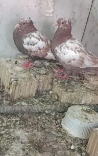 فروش کبوتر
