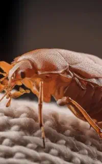 سم پاشی ساس،سم پاشی موریانه،موش،سوسک کابینتی