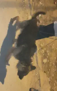 سگ ژرمن مو کلاسیک