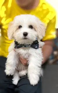 سگ شیتزو تریر