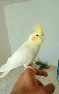 عروس هنلدی کوتوله مرغ عشق