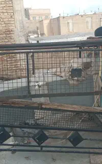 اتاق وانت