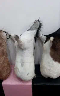 نی انبان حرفه ای و مدرن