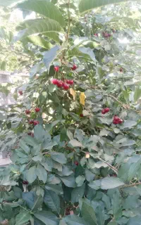 خانه باغ ۴۰۰ متدی تنگ چنار