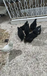 مرغ تخم آبی