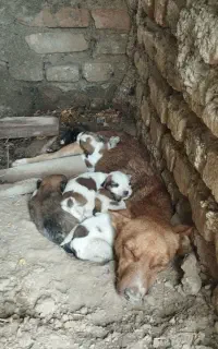 توله پاکوتاه گوش تیز