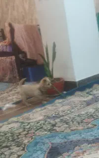 پامر روباهی نژاد اصل باشناسنامه