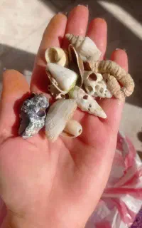 صدف و سنگ آکواریوم