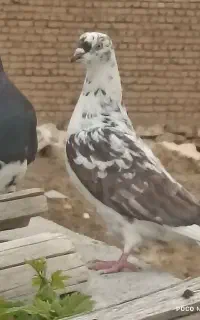 معاوضه کبوتر با طوطی
