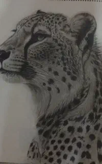 نقاشی سیاه قلم، طرح یوز‌پلنگ