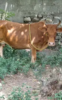 گاو چالوسی شکمدار شیری