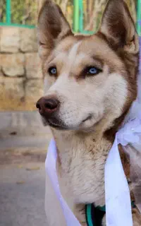 فروش سگ هاسکی نژاد اصلی