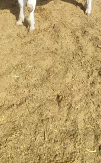خاک گاو پارسالی  کوددرجه یک به ضمانت30میلیون