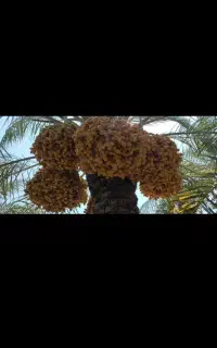 خارک برهی شادگان