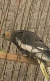 گمشده