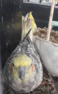 عروس هلندی با جوجه