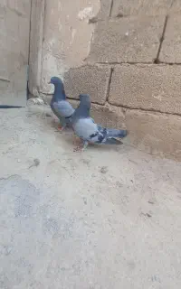 کفتر