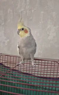 عروس هلندی جفت