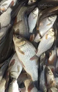ماهیان گرمابی