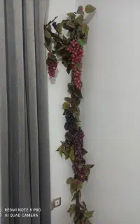 درختچه انگور
