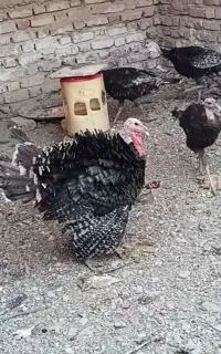 بوقلمون