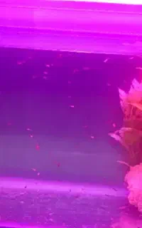ماهی آکواریومی گوپی با لوازم نژاد