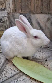 خرگوش نژاددار