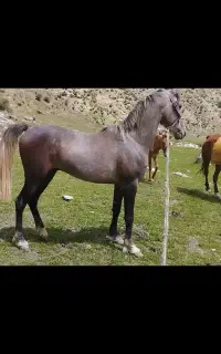 اسب نریان