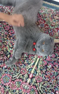 گربه نژاد دار