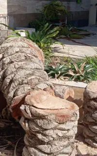 قطع کردن درخت ونخل درخدمتم