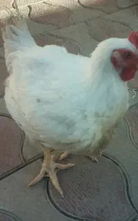 استخدام کار گر مرغداری گوشتی