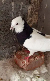 کبوتر