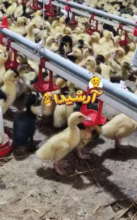 جوجه اردک ۱۵ روزه سالم سرحال و آماده فروش