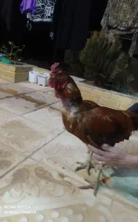 بوقلمون کرج و تخم گذار سینم
