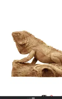 ایگوانا