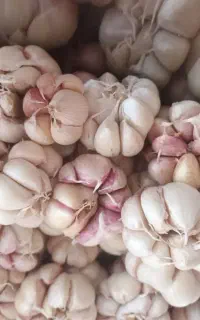 فروش سیر  اعلاء به صورت عمده زیر قیمت بازار